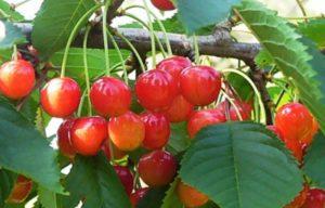 คำอธิบายพันธุ์เชอร์รี่ที่ดีที่สุดและการเพาะปลูกในเทือกเขาอูราล การปลูกและการดูแล