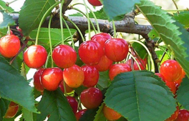 เชอร์รี่เรดฮิลล์