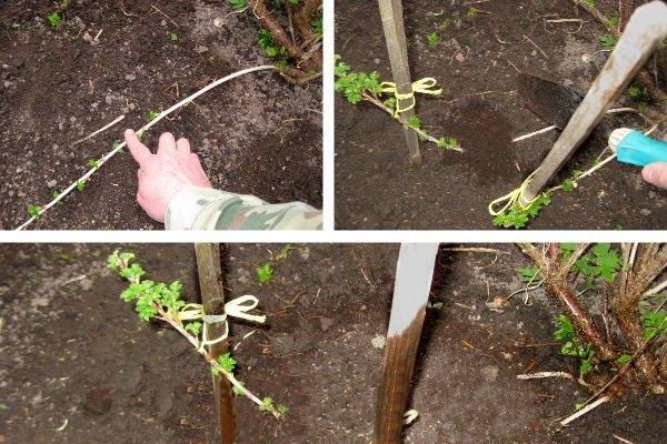 การขยายพันธุ์ลูกเกด