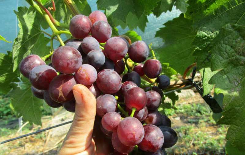 พันธุ์องุ่น