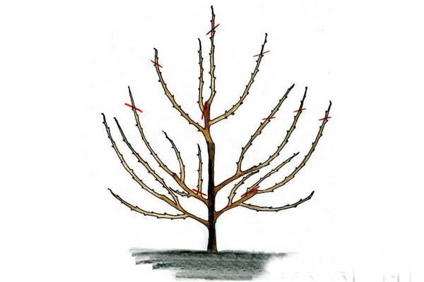 คำอธิบายเกี่ยวกับพันธุ์เชอร์รี่ที่ดีที่สุด 20 พันธุ์สำหรับภูมิภาคมอสโก การปลูกและการดูแล