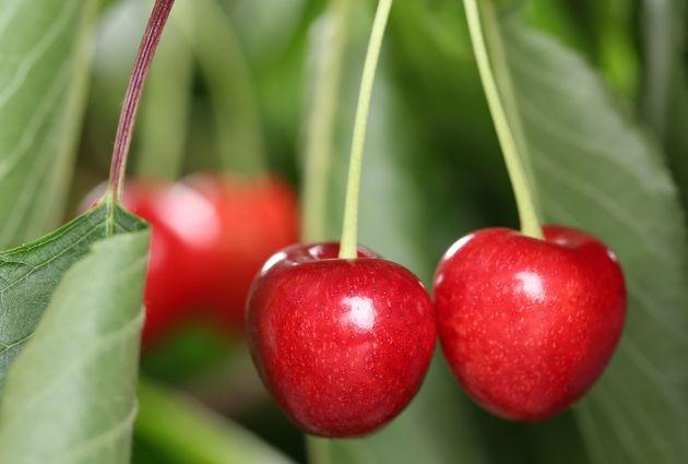 เชอร์รี่ในเทือกเขาอูราล