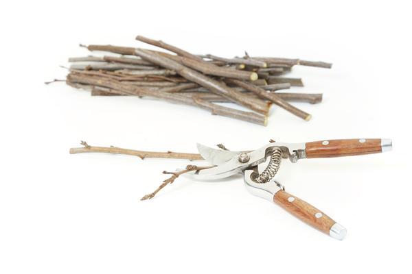 กรรไกรตัดกิ่งและตัดแต่งกิ่ง