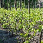 องุ่นการ์เตอร์