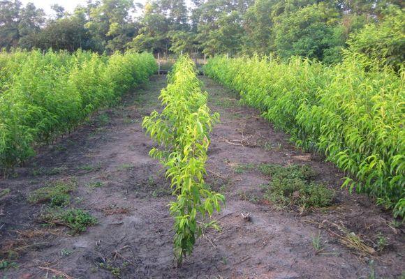 กฎเกณฑ์และการดูแล