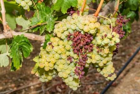 องุ่นเน่า