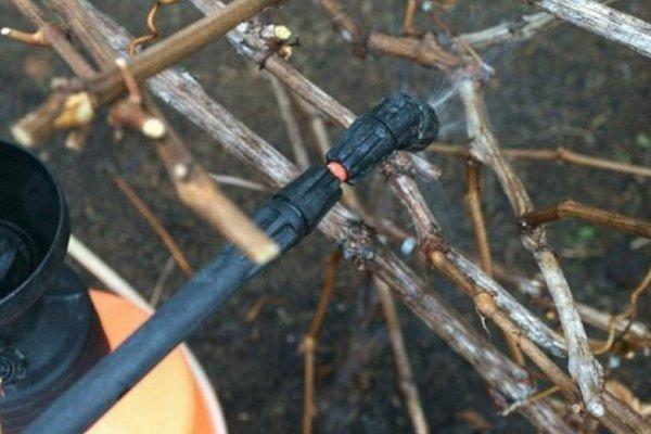 การพ่นยาองุ่นในฤดูใบไม้ผลิ