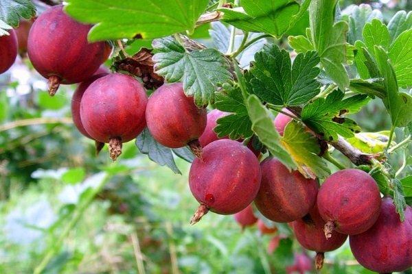 เบอร์รี่สีแดง