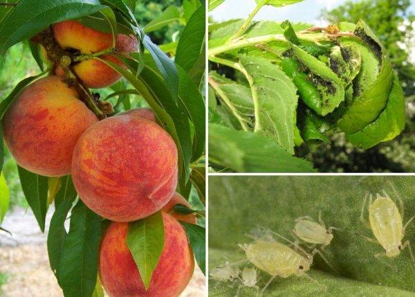 ลูกพีชในสวน