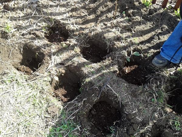 transplantation de framboisiers