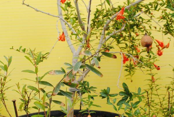 maladie de la grenade