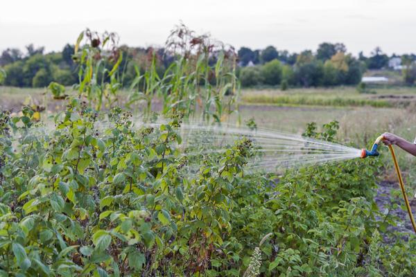 prendre soin des framboises