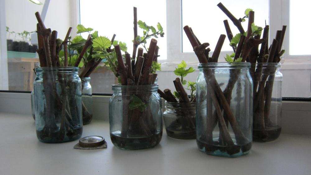 การขยายพันธุ์โดยการปักชำ