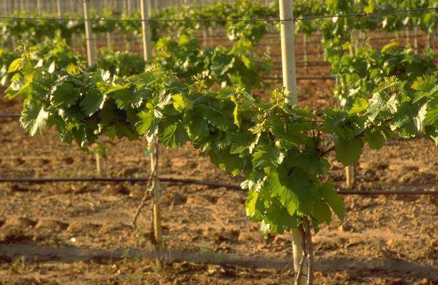 การปลูกองุ่น