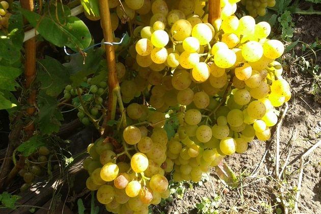 la culture de la vigne en Russie