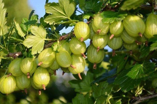 ลูกเกดฝรั่ง