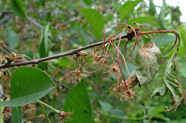 โรคอัลมอนด์
