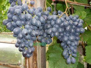 คำอธิบายพันธุ์องุ่น Agat Donskoy กฎการปลูกและการดูแล