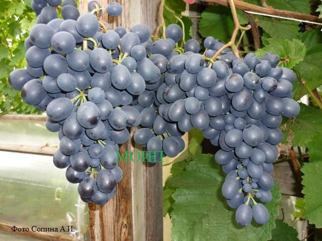 อะเกตดอนสคอย พันธุ์