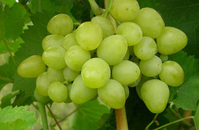 variété précoce et ancienne