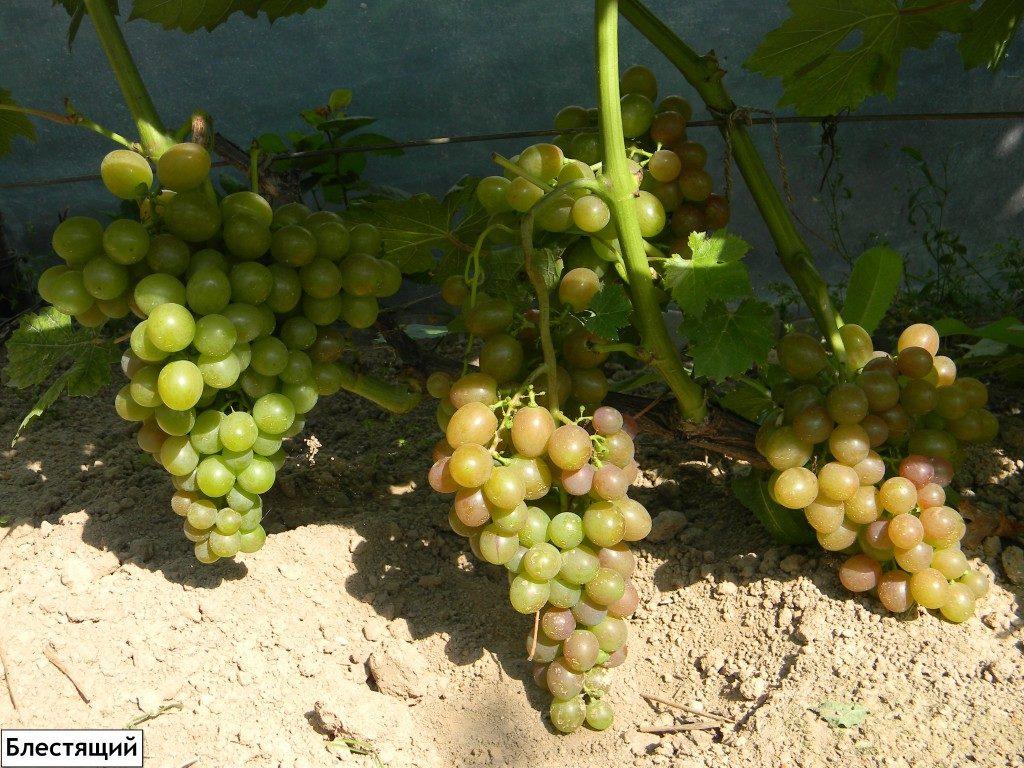 คำอธิบายของความหลากหลาย