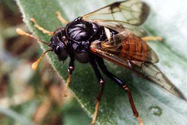 แมลงศัตรูพืช