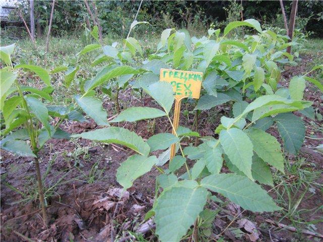 ต้นกล้าวอลนัท