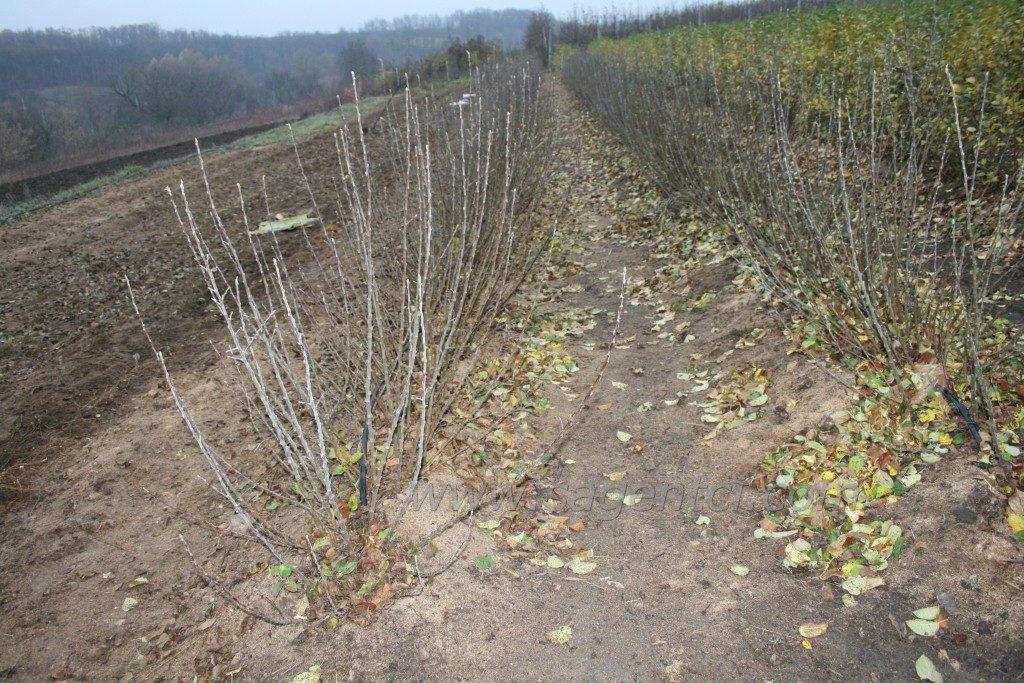 การหลุดใบเชอร์รี่