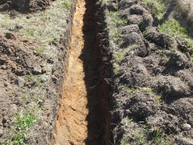 plantation de framboisiers en tranchées