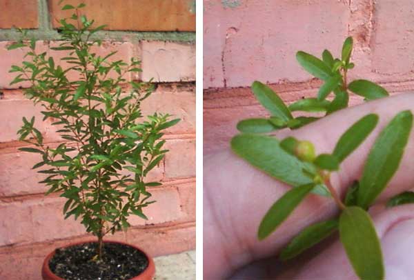 cultiver des grenades à la maison