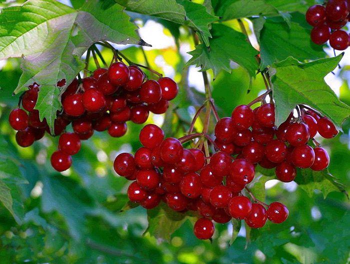 วิเบอร์นัมหวาน