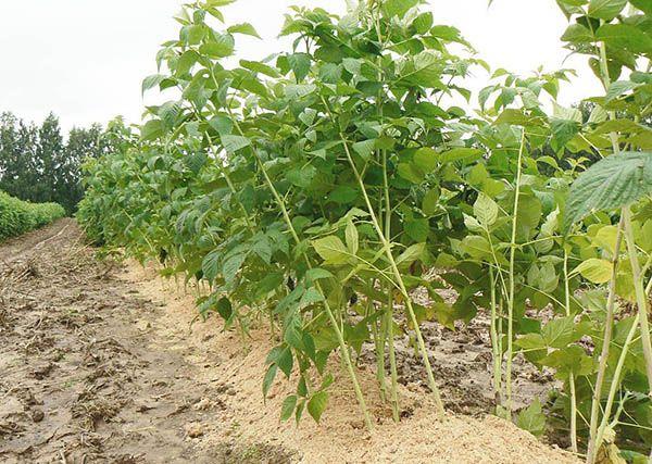 paillage des framboises