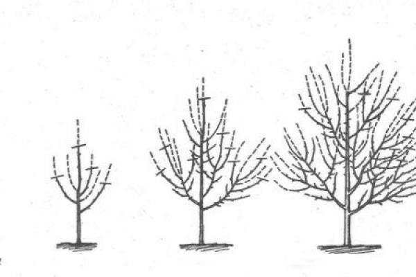 การตัดแต่งกิ่งต้นพีช