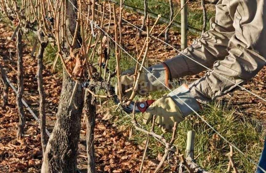 การก่อตัวขององุ่น