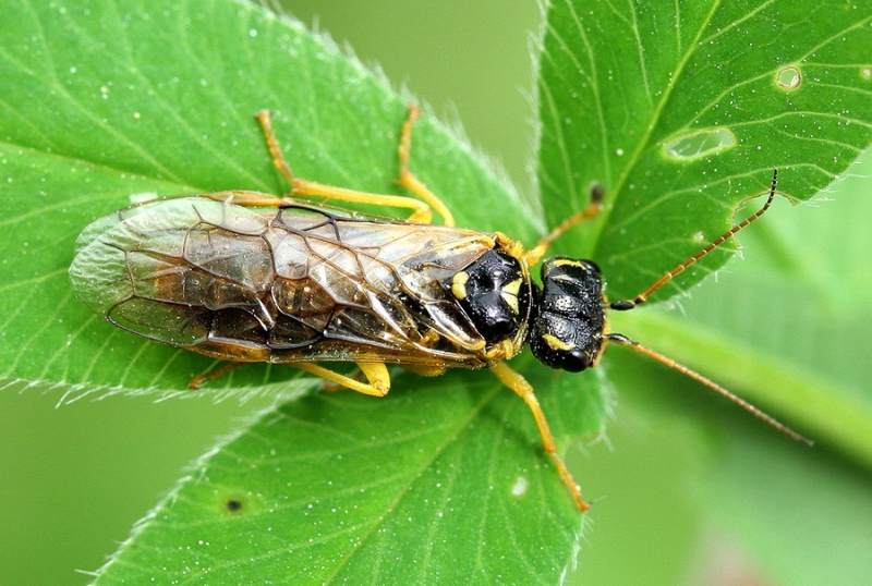 ตัวต่อเลื่อยบนไวเบอร์นัม