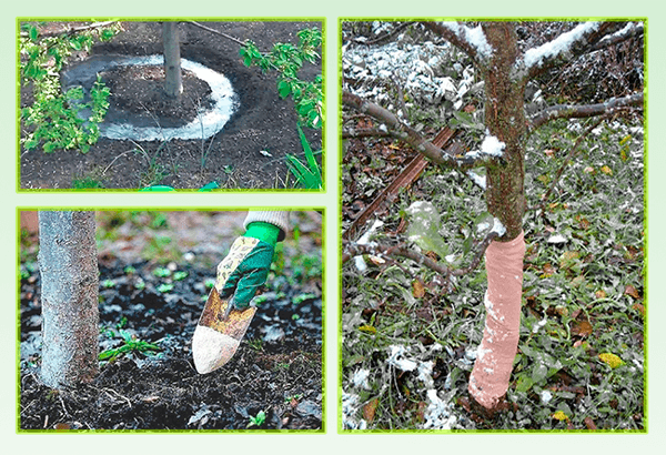 การดูแลพืชผล