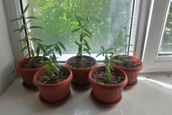 alimentation à la grenade