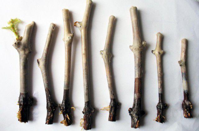 การขยายพันธุ์โดยการปักชำ