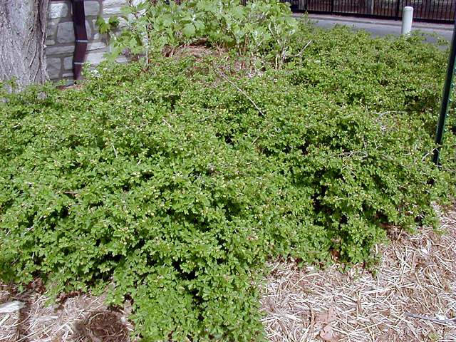 ลูกเกดอัลไพน์