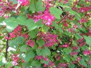 คำอธิบายพันธุ์ลูกเกดประดับที่ดีที่สุด กฎการปลูกและการดูแล