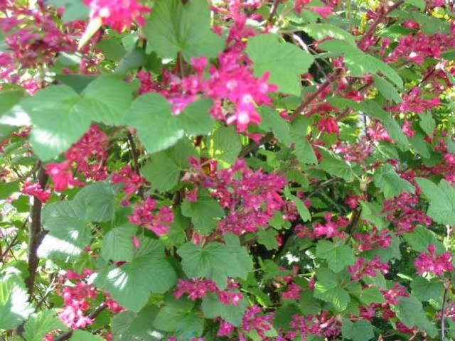 การปลูกลูกเกดประดับ