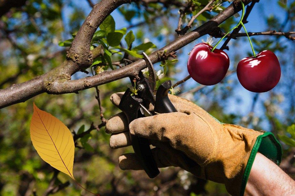 การตัดแต่งต้นเชอร์รี่