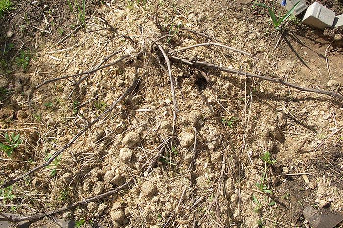 การคลุมดินองุ่น