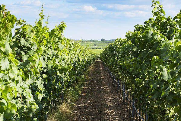 ไร่องุ่น