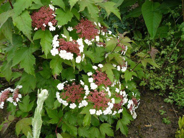 วิเบอร์นัม ซาร์เจนท์