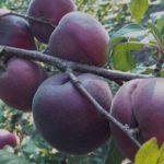 แอปริคอตสีดำ