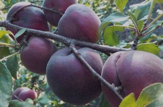 แอปริคอตสีดำ