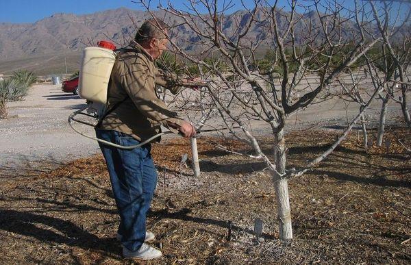 pulvérisation des arbres