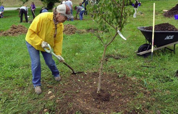entretien des arbres
