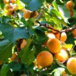 ผลแอปริคอต